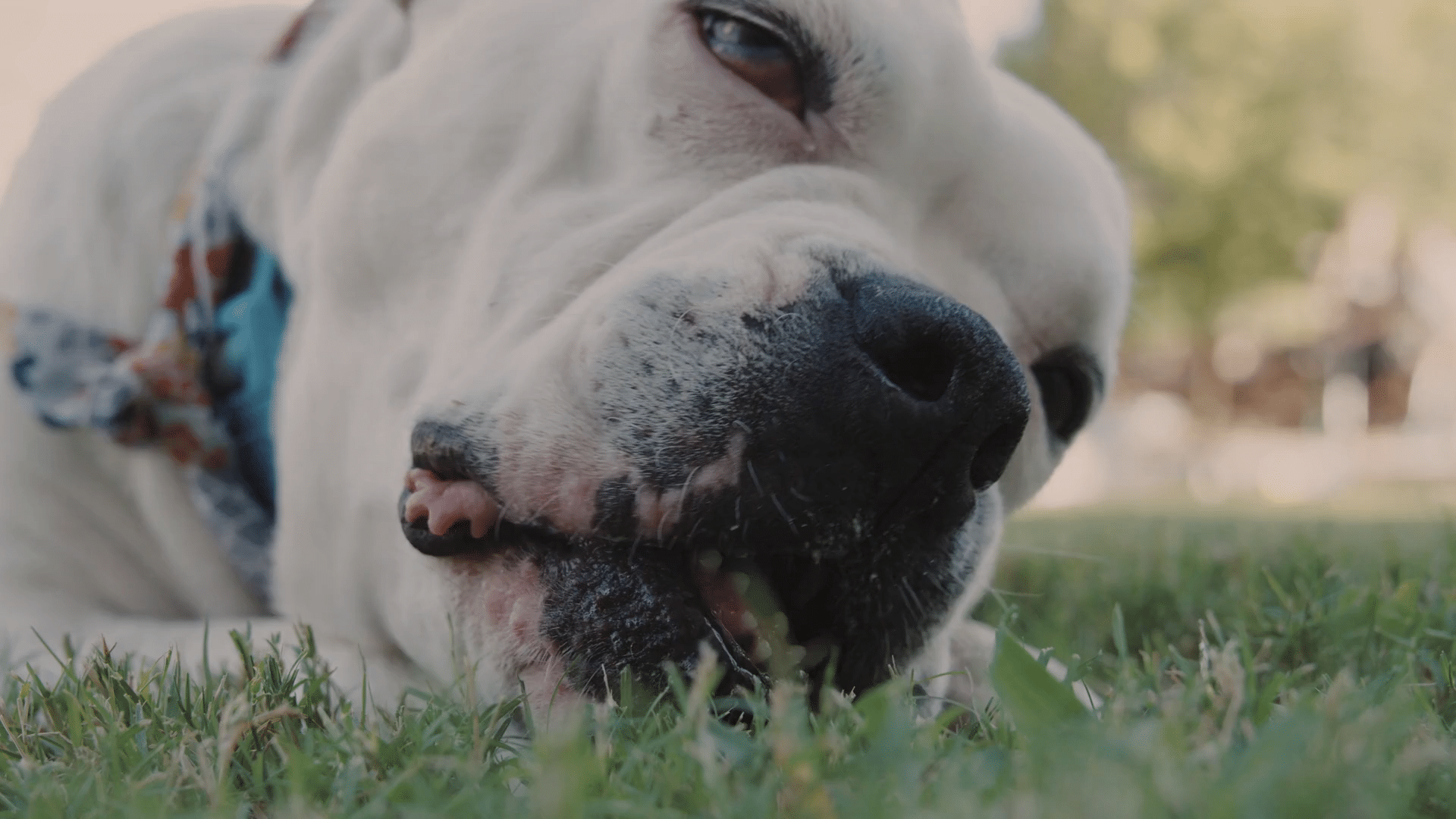 Dog Teeth Cleaning near Coto de Caza, CA Dog Dentist