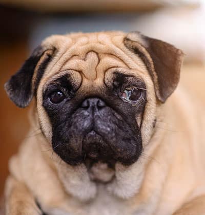 Dog Teeth Cleaning near Irvine, CA veterinary clinic Affordable Dog Dental Cleaning vet clinic dog dentist