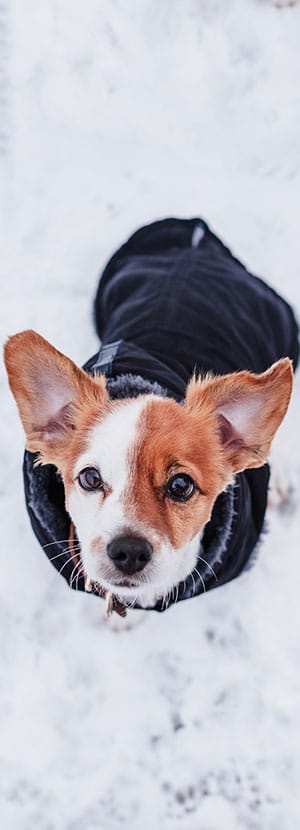 Dog Teeth Cleaning near Irvine, CA veterinary clinic Affordable Dog Dental Cleaning vet clinic dog dentist