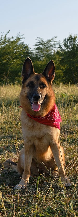 Dog Teeth Cleaning near Irvine, CA veterinary clinic Affordable Dog Dental Cleaning vet clinic dog dentist