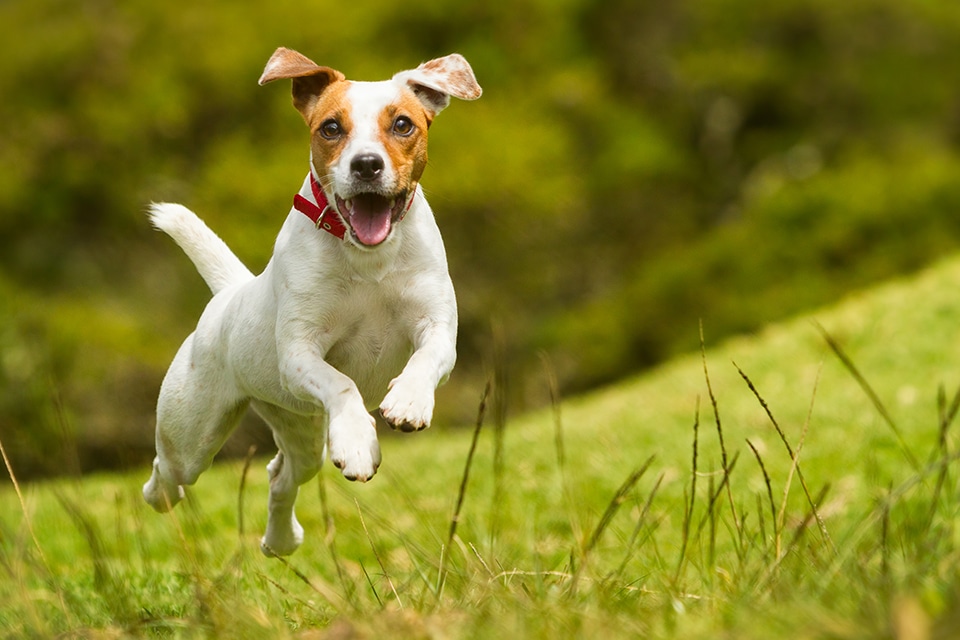 Dog Teeth Cleaning near Irvine, CA veterinary clinic Affordable Dog Dental Cleaning vet clinic dog dentist