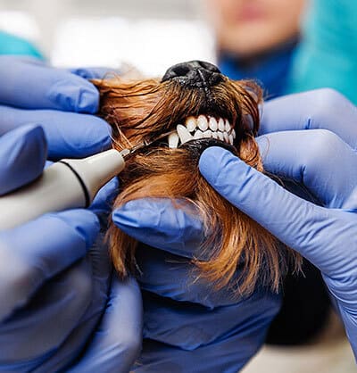 Dog Teeth Cleaning near Mission Viejo, CA veterinary clinic Affordable Dog Dental Cleaning vet clinic dog dentist
