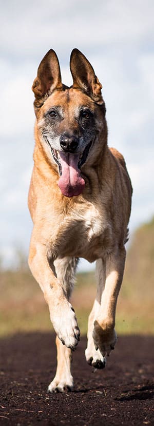 Dog Teeth Cleaning near Mission Viejo, CA veterinary clinic Affordable Dog Dental Cleaning vet clinic dog dentist