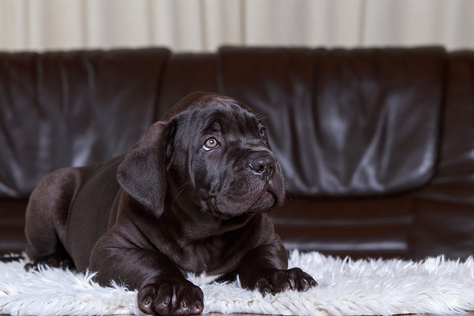 Dog Teeth Cleaning near Mission Viejo, CA veterinary clinic Affordable Dog Dental Cleaning vet clinic dog dentist