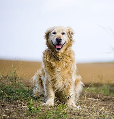 Dog Teeth Cleaning near Rancho Santa Margarita, CA veterinary clinic Affordable Dog Dental Cleaning vet clinic dog dentist