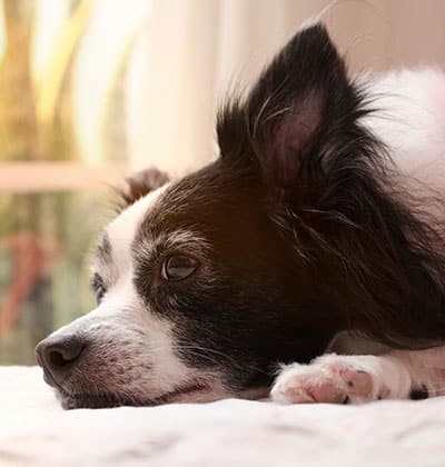 Dog Teeth Cleaning near Rancho Santa Margarita, CA veterinary clinic Affordable Dog Dental Cleaning vet clinic dog dentist