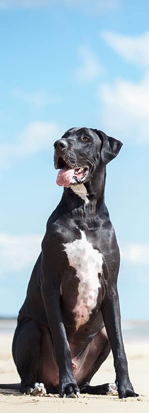 Dog Teeth Cleaning near Rancho Santa Margarita, CA veterinary clinic Affordable Dog Dental Cleaning vet clinic dog dentist