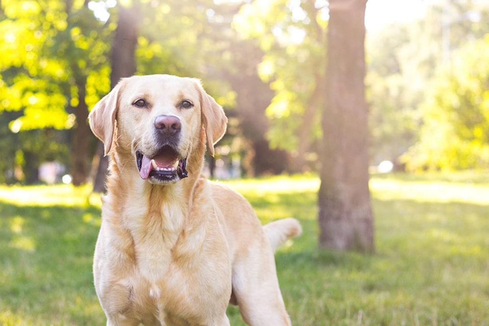 Dog Teeth Cleaning near Rancho Santa Margarita, CA veterinary clinic Affordable Dog Dental Cleaning vet clinic dog dentist