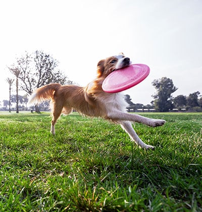 vet veterinarian in Foothill Ranch Lake Forest, CA veterinary near me pet hospital vet clinic animal hospital