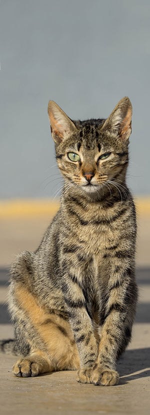 vet veterinarian in Foothill Ranch Lake Forest, CA veterinary near me pet hospital vet clinic animal hospital