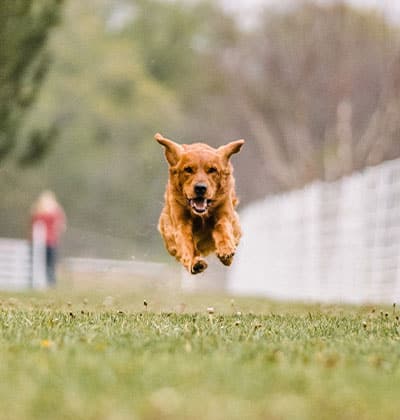 Affordable Vet Clinic in Irvine, CA. low cost vet clinic low cost pet vet low cost vets affordable veterinarian