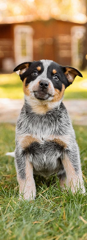 Affordable Vet Clinic in Irvine, CA. low cost vet clinic low cost pet vet low cost vets affordable veterinarian