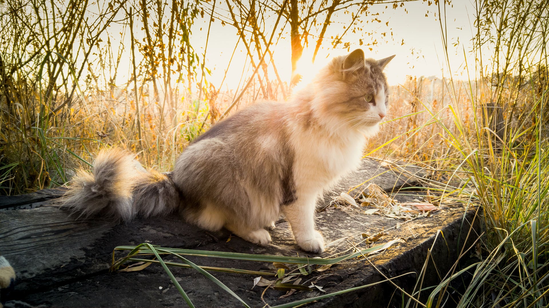 A fluffy cat with a mix of white, caramel, and gray fur sits on a wooden log outdoors. Surrounded by tall grasses and plants, the cat basks in the warm glow of the setting sun. The serene scene is so picturesque it looks like it could adorn a vet's waiting room.