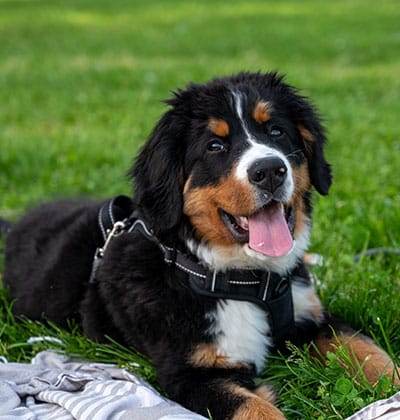 Affordable Vet Clinic in Irvine, CA. low cost vet clinic low cost pet vet low cost vets affordable veterinarian