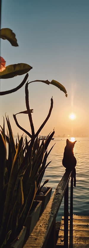 Affordable Vet Clinic in Irvine, CA. low cost vet clinic low cost pet vet low cost vets affordable veterinarian