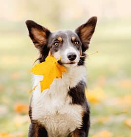 Dog Spay and Neuter near Great Park in Irvine, CA veterinary clinic dog spay and neuter vet clinic male and female surgical pet procedure