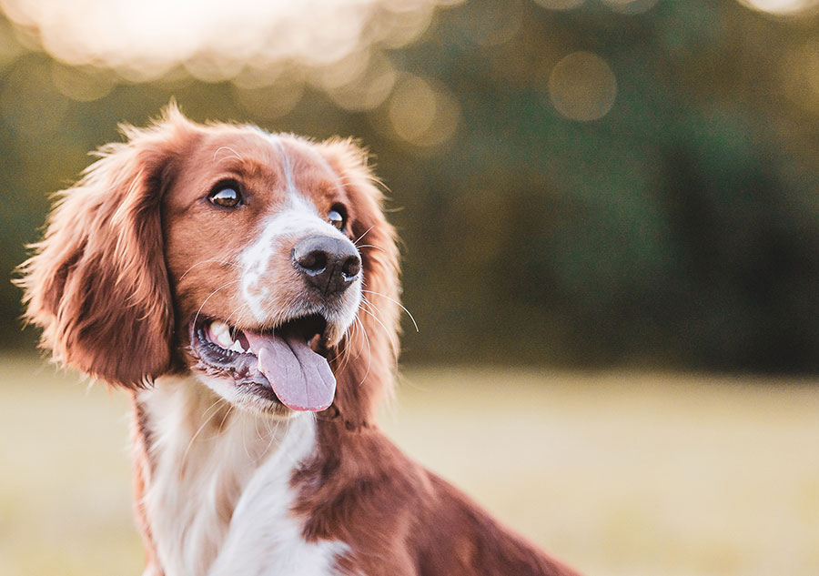Dog Spay and Neuter near Great Park in Irvine, CA veterinary clinic dog spay and neuter vet clinic male and female surgical pet procedure