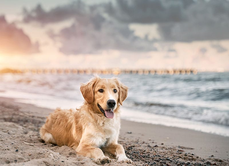 Dog Spay and Neuter near Great Park in Irvine, CA veterinary clinic dog spay and neuter vet clinic male and female surgical pet procedure