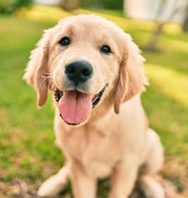 A golden retriever puppy sits on the grass with its mouth open and tongue out, looking up at the camera. The background is blurred with green grass and trees. Recently given a clean bill of health by the vet, the puppy appears happy and cheerful.
