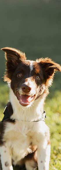 A brown and white dog with perky ears and bright eyes is sitting on green grass. The dog is looking at the camera with an open mouth, appearing happy and energetic. Sunlight highlights the dog's fur, creating a warm glow as if freshly pampered by a veterinarian.