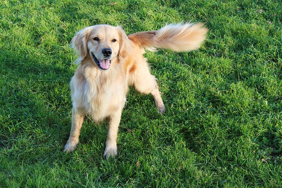 A golden retriever stands on a lush green lawn with its mouth open and tongue out, as if smiling. The dog appears energetic and friendly, with its tail raised and slightly blurred from wagging, likely just back from a visit to the veterinarian.