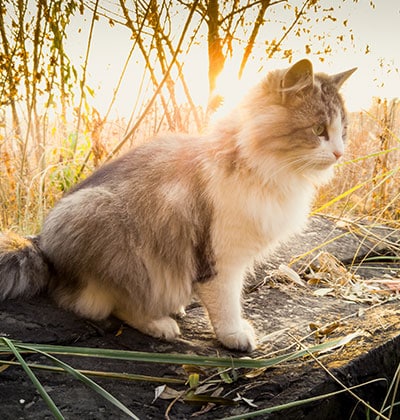 Cat Teeth Cleaning near Mission Viejo, CA veterinary clinic Affordable cat Dental Cleaning vet clinic cat dentist