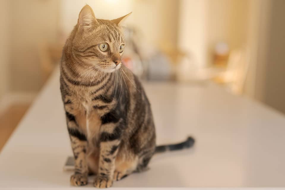 Cat Teeth Cleaning near Mission Viejo, CA veterinary clinic Affordable cat Dental Cleaning vet clinic cat dentist