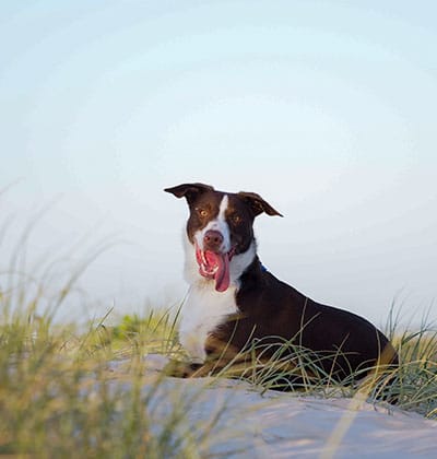 Affordable Vet Clinic in Mission Viejo, CA. low cost vet clinic low cost pet vet low cost vets affordable veterinarian