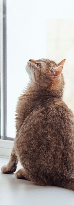 Affordable Vet Clinic in Mission Viejo, CA. low cost vet clinic low cost pet vet low cost vets affordable veterinarian