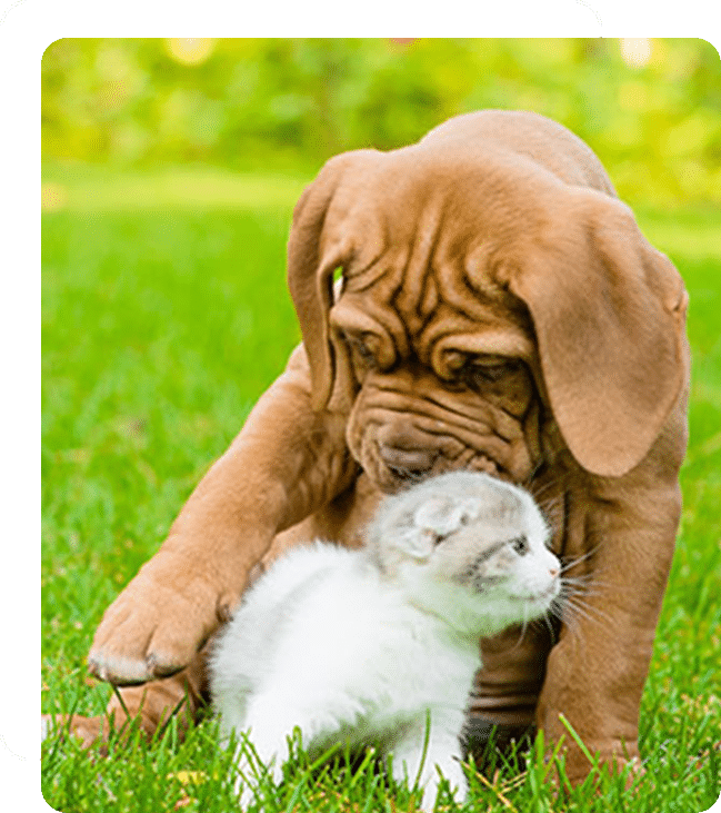 Affordable Vet Clinic in Mission Viejo, CA. low cost vet clinic low cost pet vet low cost vets affordable veterinarian