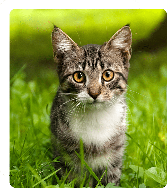 Affordable Vet Clinic in Irvine, CA. low cost vet clinic low cost pet vet low cost vets affordable veterinarian