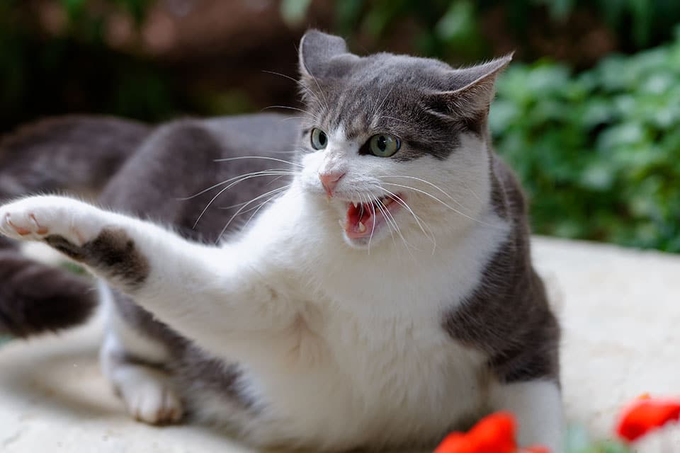 Cat Vaccinations near Irvine, CA veterinary clinic cat vaccine clinic vet clinic essential cat shots pet vaccination