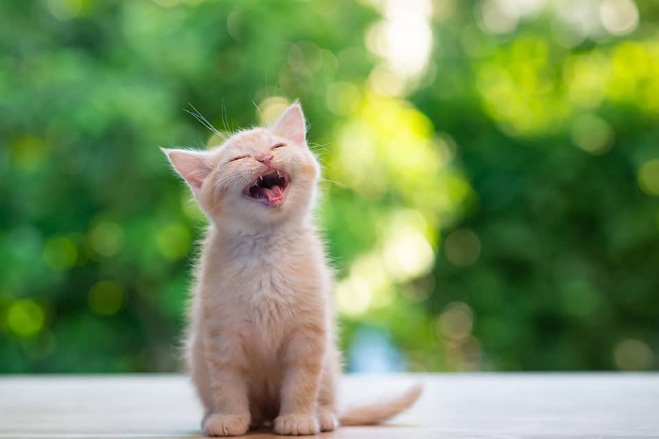 Cat Vaccinations near Mission Viejo, CA veterinary clinic cat vaccine clinic vet clinic essential cat shots pet vaccination