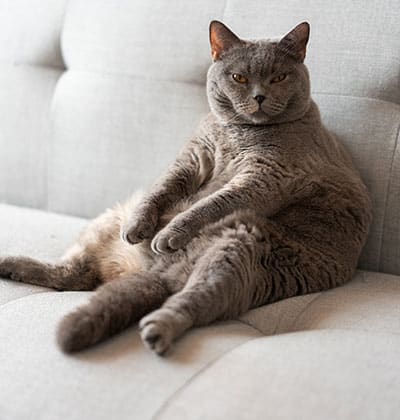 Cat Vaccinations near Mission Viejo, CA veterinary clinic cat vaccine clinic vet clinic essential cat shots pet vaccination