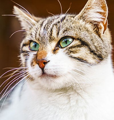 Cat Vaccinations near Mission Viejo, CA veterinary clinic cat vaccine clinic vet clinic essential cat shots pet vaccination