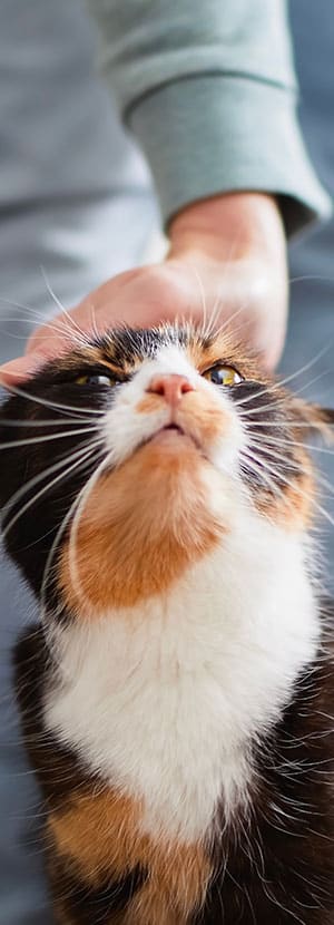 Cat Vaccinations near Mission Viejo, CA veterinary clinic cat vaccine clinic vet clinic essential cat shots pet vaccination