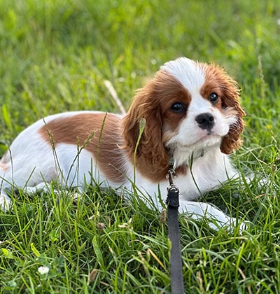 Dog Vaccinations near Mission Viejo, CA veterinary clinic dog vaccine clinic vet clinic essential dog shots pet vaccination