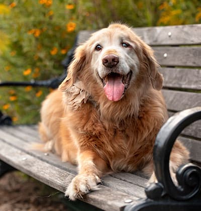 Dog Vaccinations near Mission Viejo, CA veterinary clinic dog vaccine clinic vet clinic essential dog shots pet vaccination