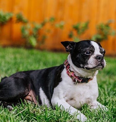 Dog Vaccinations near Mission Viejo, CA veterinary clinic dog vaccine clinic vet clinic essential dog shots pet vaccination