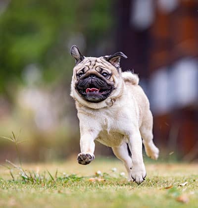 Dog Vaccinations near Rancho Santa Margarita, CA veterinary clinic dog vaccine clinic vet clinic essential dog shots pet vaccination