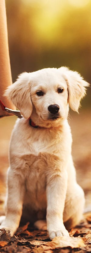 Dog Vaccinations near Rancho Santa Margarita, CA veterinary clinic dog vaccine clinic vet clinic essential dog shots pet vaccination