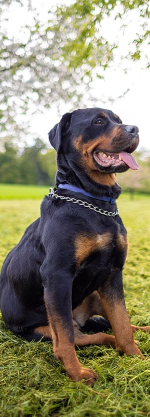 Dog Vaccinations near Rancho Santa Margarita, CA veterinary clinic dog vaccine clinic vet clinic essential dog shots pet vaccination