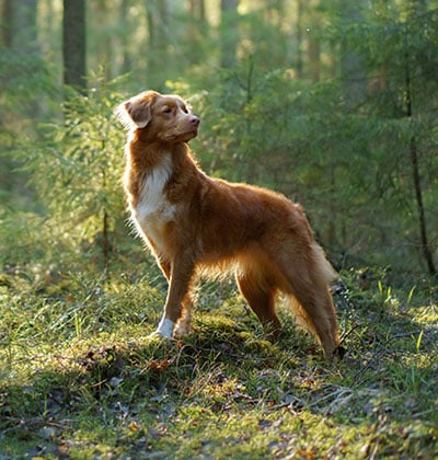 Dog Vaccinations near Irvine, CA. veterinary clinic dog vaccine clinic vet clinic essential dog shots pet vaccination