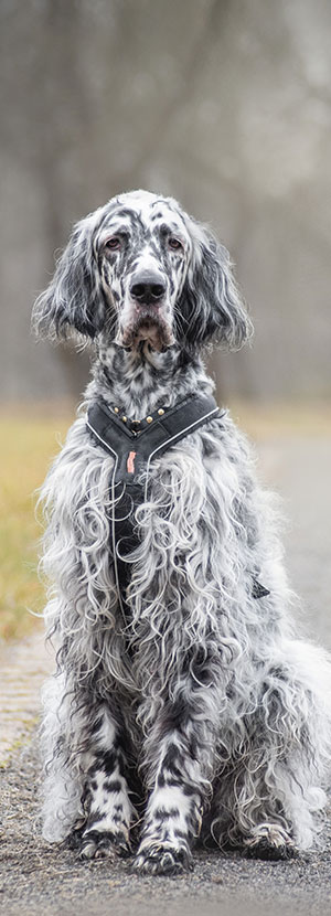 Dog Vaccinations near Irvine, CA. veterinary clinic dog vaccine clinic vet clinic essential dog shots pet vaccination