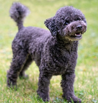 Dog Vaccinations near Irvine, CA. veterinary clinic dog vaccine clinic vet clinic essential dog shots pet vaccination