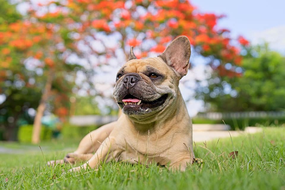 Dog Vaccinations near Irvine, CA. veterinary clinic dog vaccine clinic vet clinic essential dog shots pet vaccination