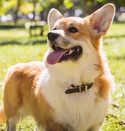 Dog Vaccinations near Tustin, CA veterinary clinic dog vaccine clinic vet clinic essential dog shots pet vaccination