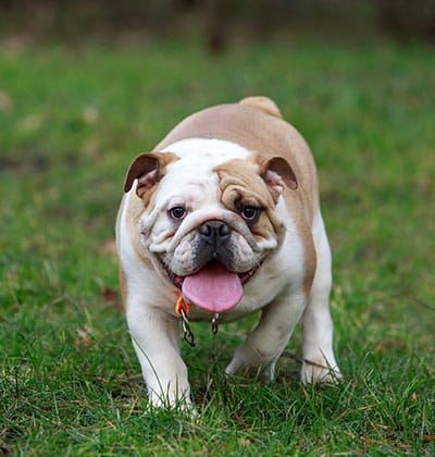 Dog Vaccinations near Tustin, CA veterinary clinic dog vaccine clinic vet clinic essential dog shots pet vaccination