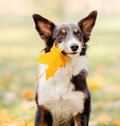 Dog Vaccinations near Tustin, CA veterinary clinic dog vaccine clinic vet clinic essential dog shots pet vaccination