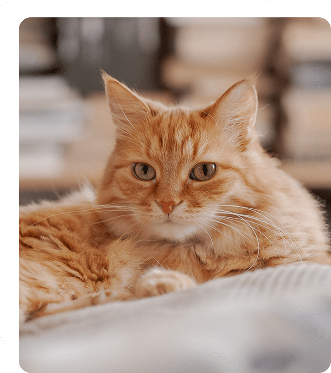 A fluffy orange cat with green eyes lies comfortably on a bed or couch, looking directly at the camera. The background is softly blurred, featuring what appears to be shelves filled with books or various items, as if the cozy scene was captured by a vet during a calm moment at the clinic.